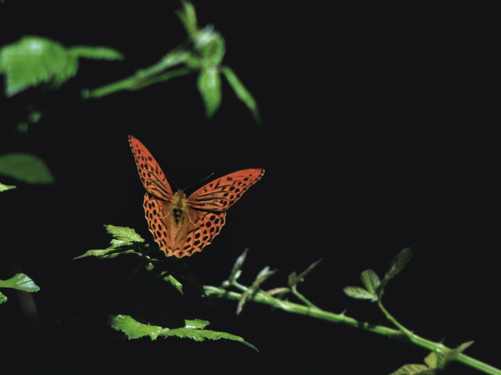 papillon de nuit geant